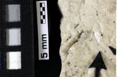 Foto (Detailansicht) von Decapoda indet. (NHMW-GEO-1990-0041-0105)